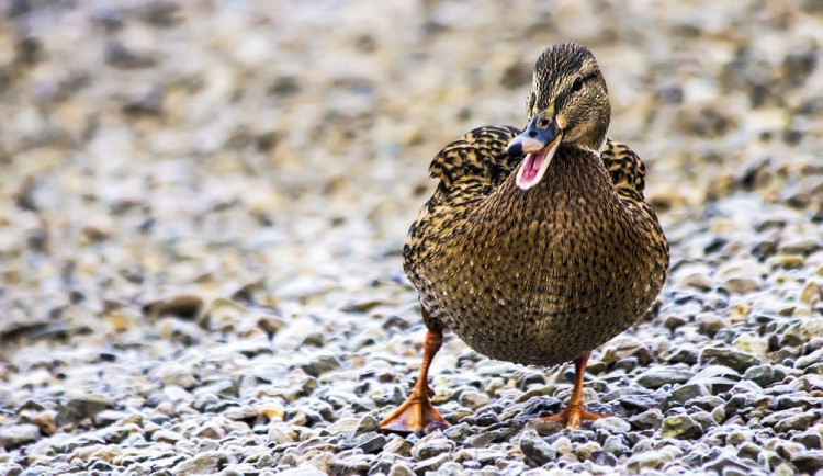 Na Olomoucku se objevila ptačí chřipka, větší část chovu uhynula. Lidé se obávat nemusí
