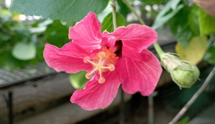 Ve skleníku v Olomouci vykvetl velmi vzácný ibišek, několik desítek rostlin se vyskytuje pouze na Mauriciu