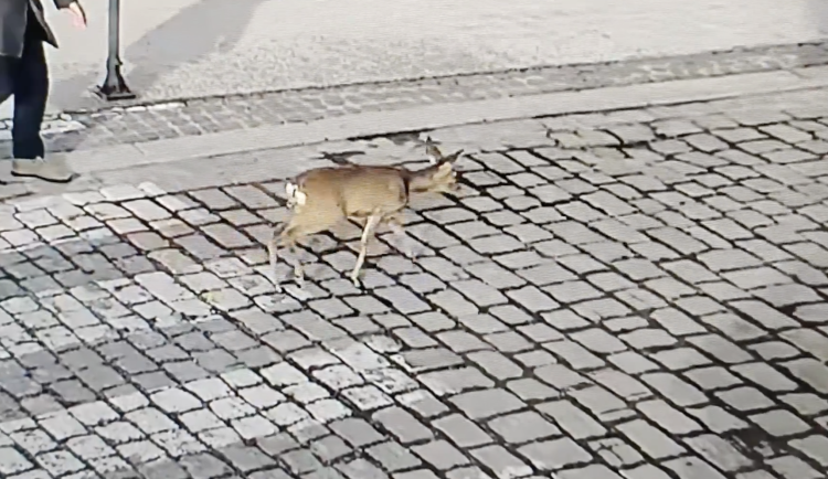 VIDEO: Po Českých Budějovicích pobíhala zmatená srna