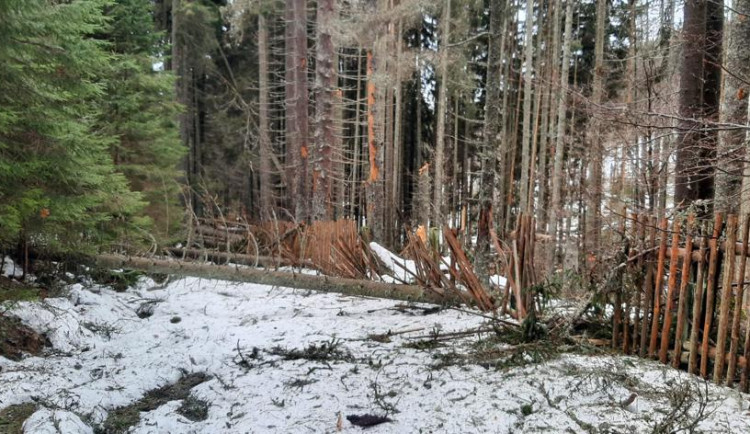 Silný vítr na přelomu roku polámal stromy v Boubínksém pralese