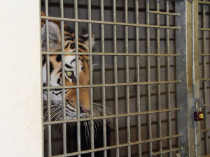 Mladou tygřici převezli z jihu Čech do Zoo Budapešť