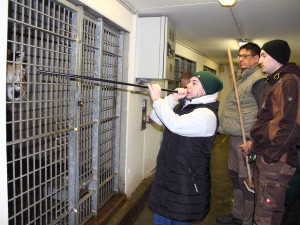 Mladou tygřici převezli z jihu Čech do Zoo Budapešť