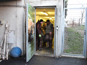 Mladou tygřici převezli z jihu Čech do Zoo Budapešť