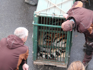 Mladou tygřici převezli z jihu Čech do Zoo Budapešť