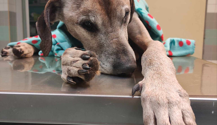 Pes, kterého našla žena ve vážném stavu, zemřel