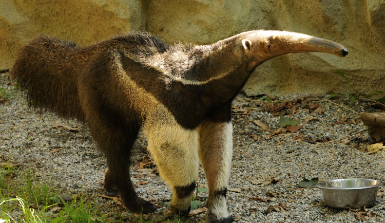 Olomoucká zoo se loučí s mravenečníkem Sylvinem. Zasloužil se o první odchované mládě v tuzemsku