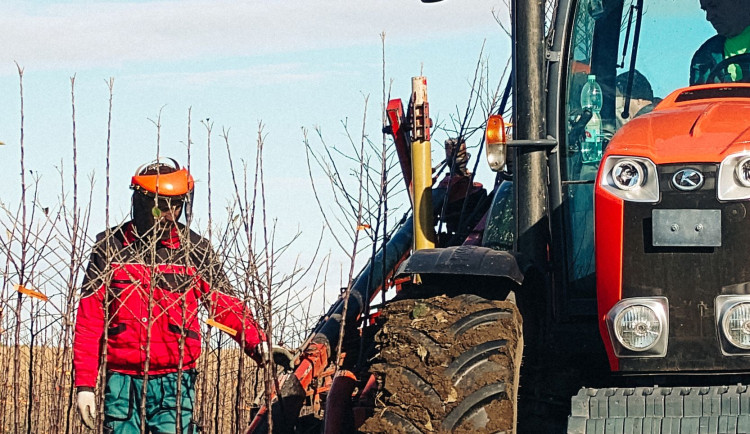 Kofola zachránila Pragerovy sady na Úsovsku, kterým hrozilo vykácení. Z jablek bude vyrábět cidery