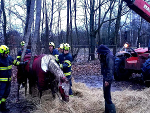 VIDEO: Hasiči pomáhali kobyle na nohy. Poté si zvíře převzala veterinářka