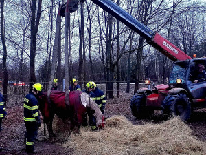 VIDEO: Hasiči pomáhali kobyle na nohy. Poté si zvíře převzala veterinářka