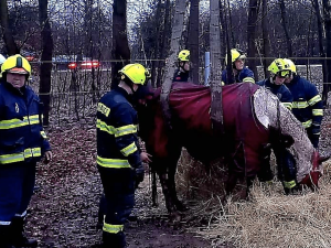 VIDEO: Hasiči pomáhali kobyle na nohy. Poté si zvíře převzala veterinářka