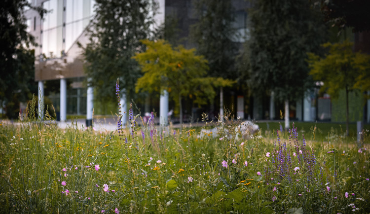 Univerzitní areál na Envelopě zezelená. Vzniknou zde louky s květinami, ráj pro hmyz a opylovače
