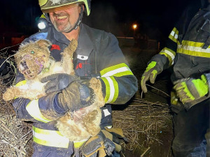 Pes vběhnul do nory za liškou. Hasiči ho museli zachránit