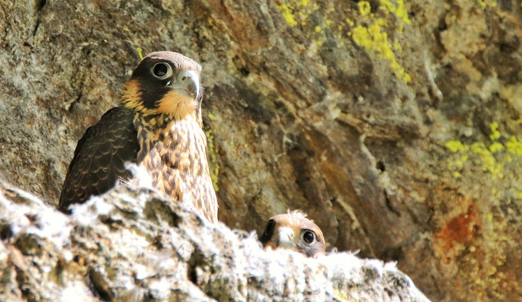 Na Šumavě chtějí zavést časová omezení na vytipovaných stezkách, cílem je ochrana hnízdících tetřívků a sokolů