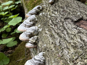 Význam odumřelého dřeva pro přírodu bude Národní park Šumava vysvětlovat v programech pro veřejnost
