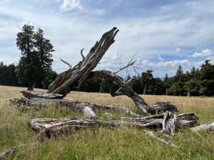 Význam odumřelého dřeva pro přírodu bude Národní park Šumava vysvětlovat v programech pro veřejnost