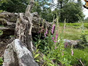 Význam odumřelého dřeva pro přírodu bude Národní park Šumava vysvětlovat v programech pro veřejnost
