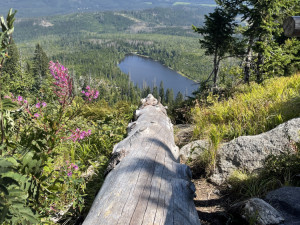 Význam odumřelého dřeva pro přírodu bude Národní park Šumava vysvětlovat v programech pro veřejnost