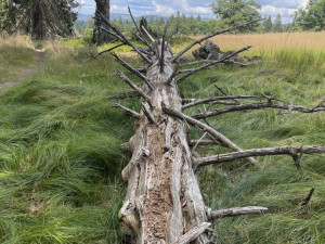 Význam odumřelého dřeva pro přírodu bude Národní park Šumava vysvětlovat v programech pro veřejnost