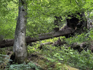 Význam odumřelého dřeva pro přírodu bude Národní park Šumava vysvětlovat v programech pro veřejnost