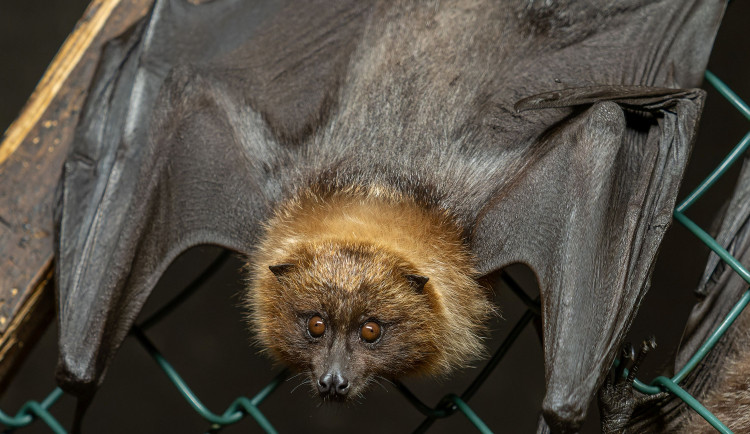 Do olomoucké zoo přicestovali tři noví kaloni. Před padesáti lety málem vyhynuli, na zemi zbylo 70 jedinců