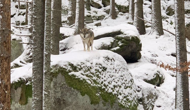 Vlk ve vlčím výběhu v Srní na Šumavě. Ilustrační foto.