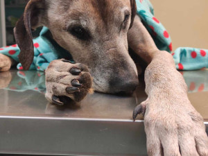 Majitelka psa, který přes snahu veterinářů zemřel, čelí obvinění