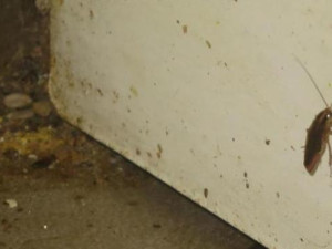 Špína na podlaze, živí i uhynulí švábi. Inspekce zavřela indickou restauraci v Táboře