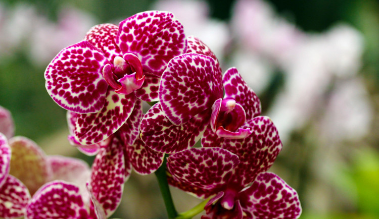 Objevte exotickou krásu orchidejí a dalších rostlin v Jihočeském muzeu