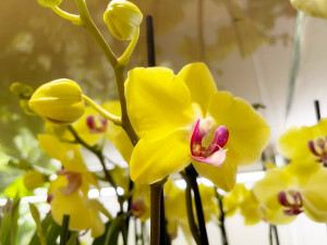 Objevte exotickou krásu orchidejí a dalších rostlin v Jihočeském muzeu