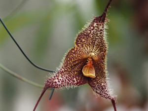 Objevte exotickou krásu orchidejí a dalších rostlin v Jihočeském muzeu