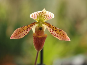 Objevte exotickou krásu orchidejí a dalších rostlin v Jihočeském muzeu