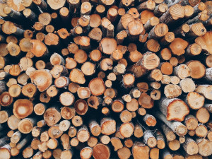 Šumavský národní park připravuje na letošek projekt s názvem Rok tlejícího dřeva