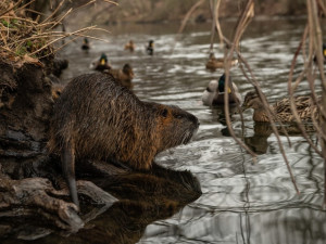 KOMENTÁŘ: Krmení zvířat - fenomén, který se vymkl jakékoliv soudnosti