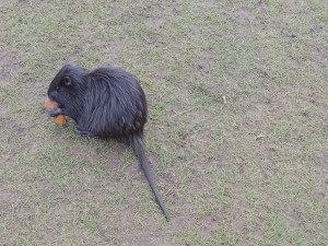 KOMENTÁŘ: Krmení zvířat - fenomén, který se vymkl jakékoliv soudnosti