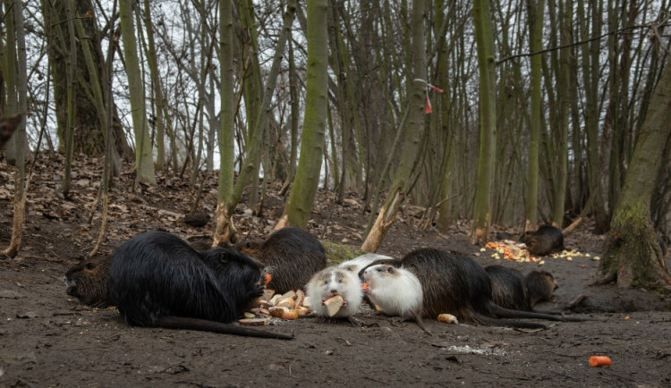 KOMENTÁŘ: Krmení zvířat - fenomén, který se vymkl jakékoliv soudnosti