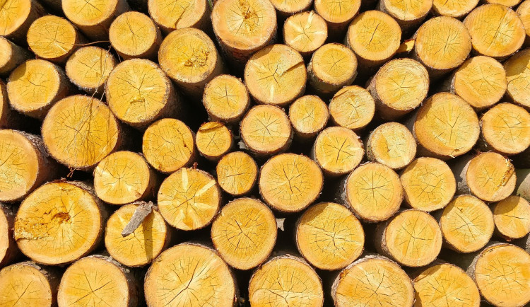 Šumavský národní park loni vytěžil meziročně víc dřeva, hlavně kůrovcového