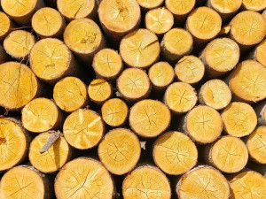 Šumavský národní park loni vytěžil meziročně víc dřeva, hlavně kůrovcového