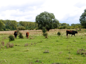 Výzkum ukázal, že přírodní pastva vede k ukládání uhlíku do půdy