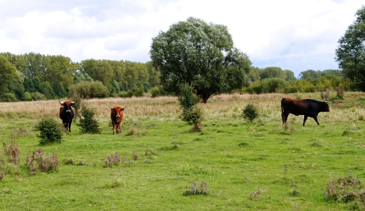 Výzkum ukázal, že přírodní pastva vede k ukládání uhlíku do půdy