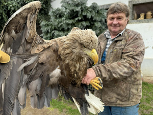 Zraněná samice orla mořského skončila v péči záchranné stanice