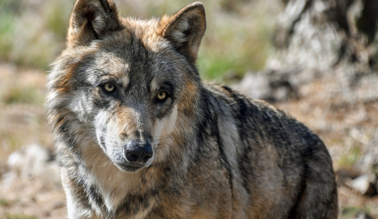 Vlk se v pohraničí přiblížil k rodině. Rakouské úřady povolily odstřel zvířete
