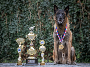 Button je desetiletý belgický ovčák malinois a v roce 2022 se stal mezinárodním šampionem ve vyhledávání drog na mistrovství služebních psů.