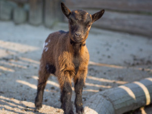 Na Velký pátek oslaví v Zoo Hluboká Velikonoce a příchod nové sezóny programem pro celou rodinu