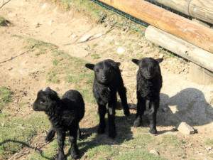 Na Velký pátek oslaví v Zoo Hluboká Velikonoce a příchod nové sezóny programem pro celou rodinu