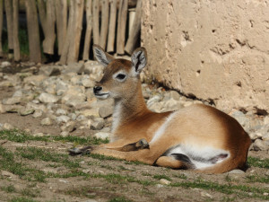 Na Velký pátek oslaví v Zoo Hluboká Velikonoce a příchod nové sezóny programem pro celou rodinu