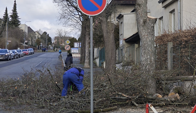 Stovky stromů byly pokáceny, za každý z nich nyní vysadí město nejméně jeden nový