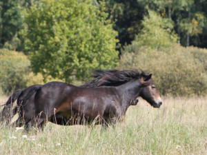 Přírodní rezervace u Třeboně se rozrostla o dvě klisny divokých koní
