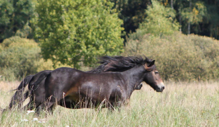 Přírodní rezervace u Třeboně se rozrostla o dvě klisny divokých koní