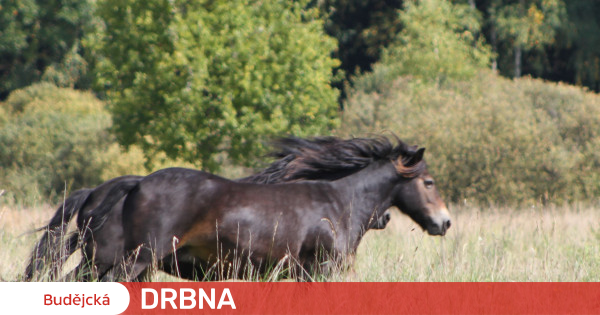 Přírodní rezervace u Třeboně se rozrostla o dvě klisny divokých koní