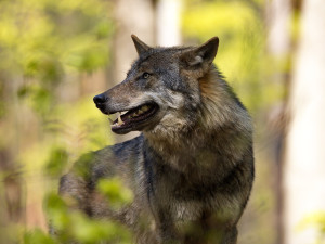 Vlk pronásledoval třináctiletou dívku, uvádí rakouská média